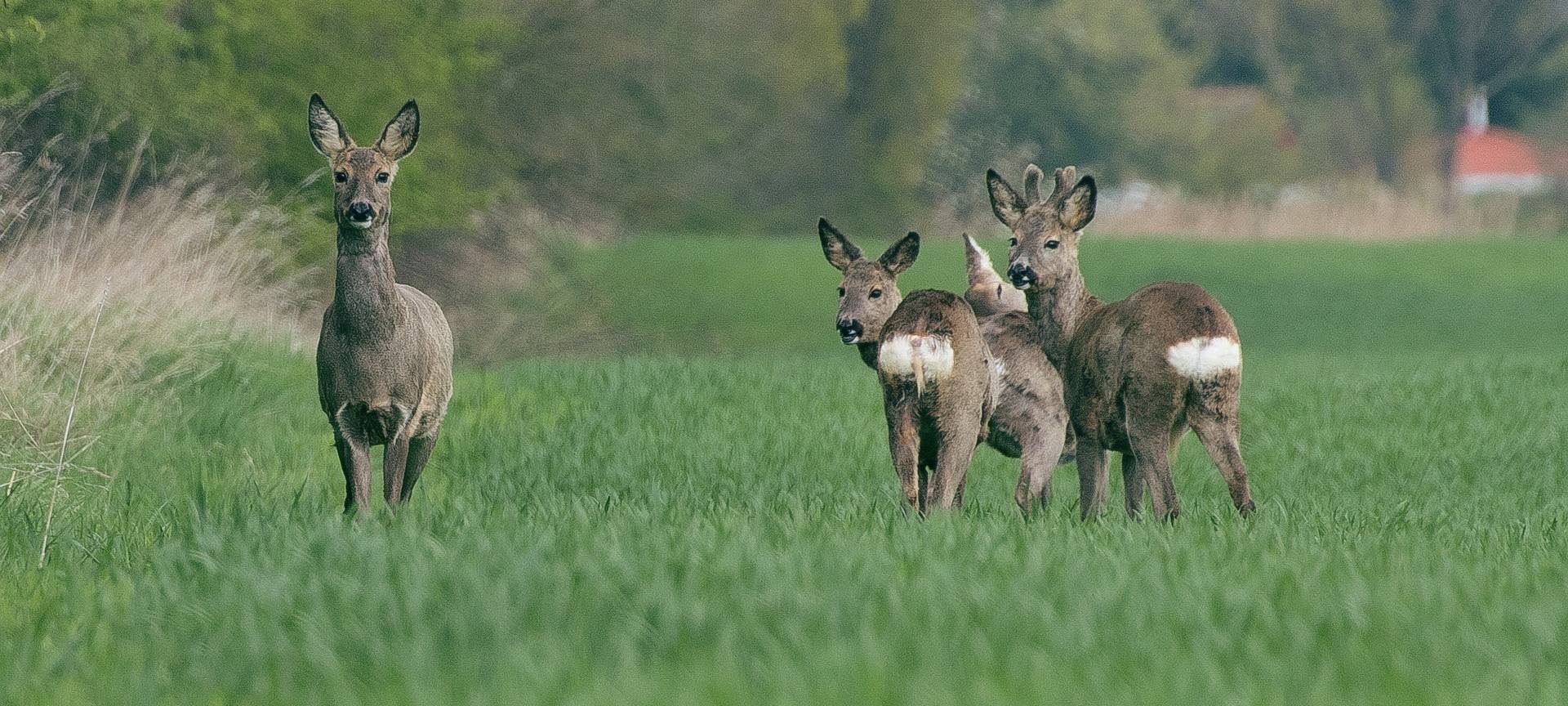 Zeitumstellung: Gefahr für Autofahrer und Tiere