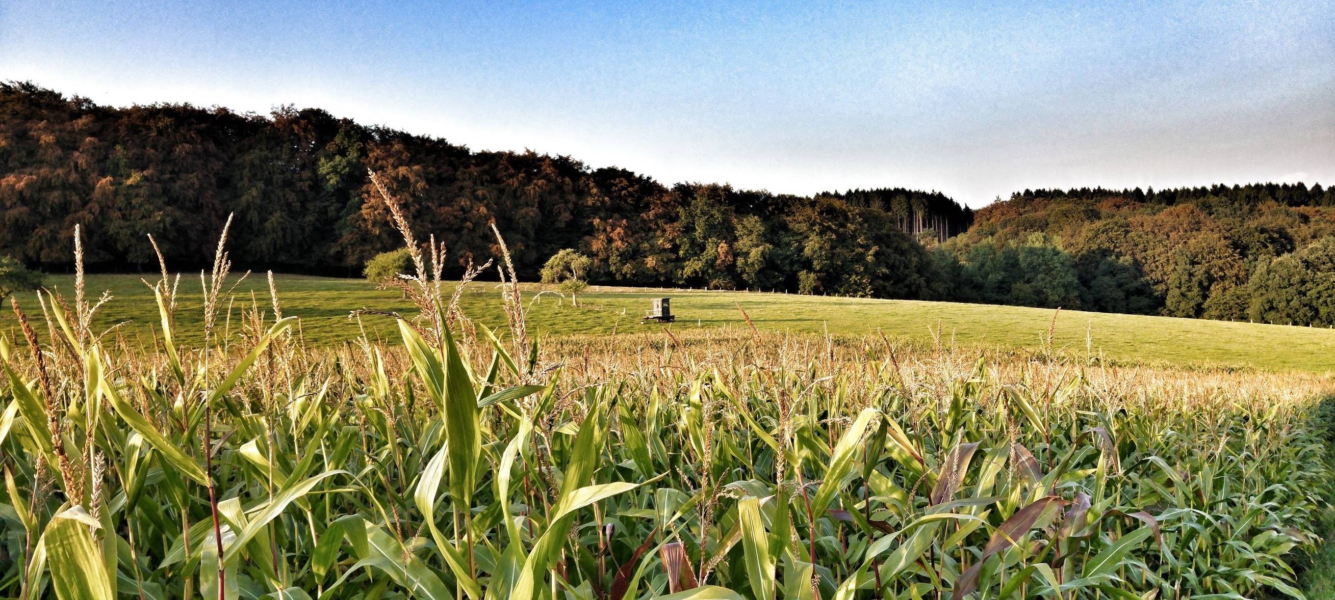 Landwirte sorgen sich um Ernte
