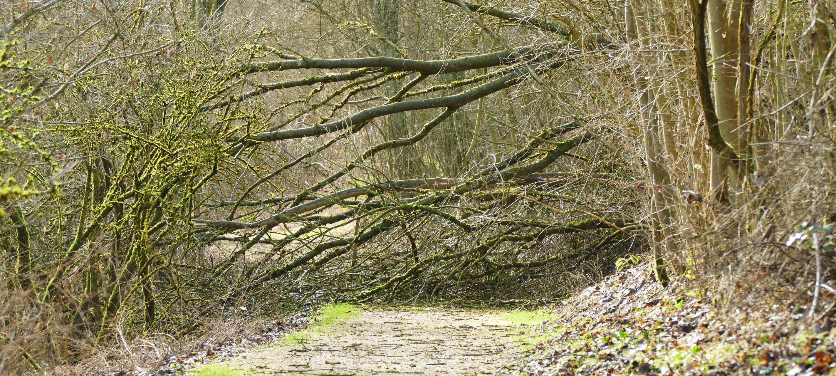 Viele Einsätze wegen Sturm