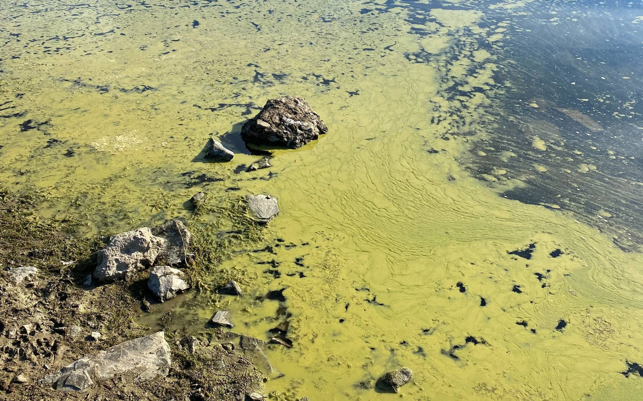 Bruchertalsperre: Badestellen wegen Blaualgen gesperrt