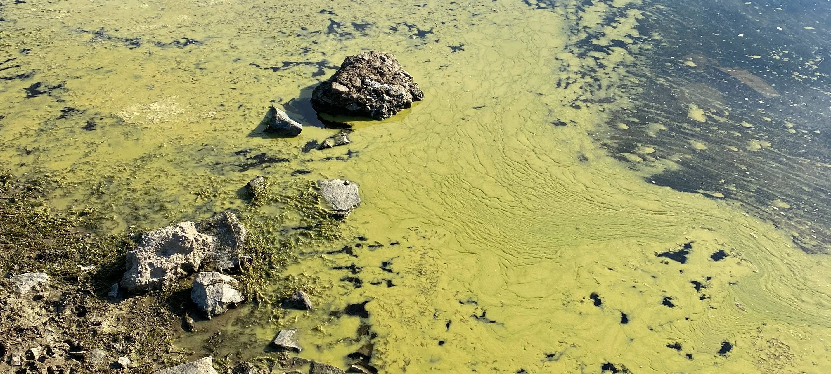 Bruchertalsperre: Badestellen wegen Blaualgen gesperrt