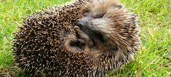 Kampagne "Igel schützen"