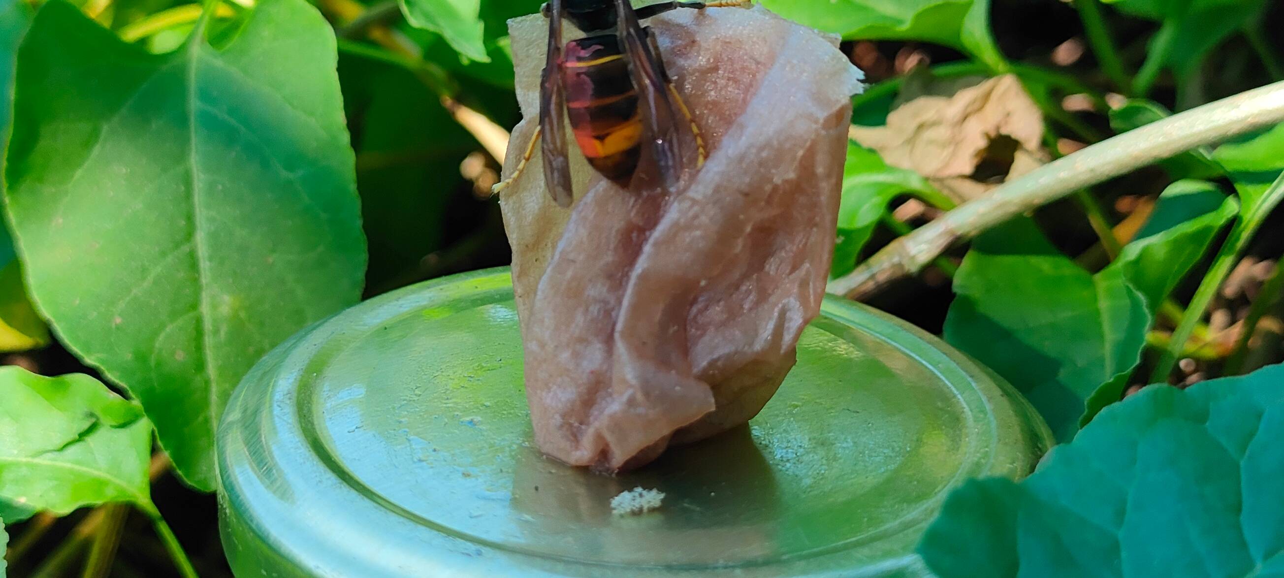 Asiatische Hornissen auf dem Vormarsch