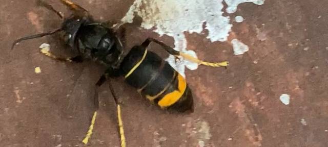 Asiatische Hornisse breitet sich immer schneller aus