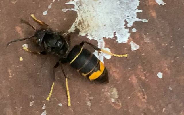 Asiatische Hornisse breitet sich immer schneller aus