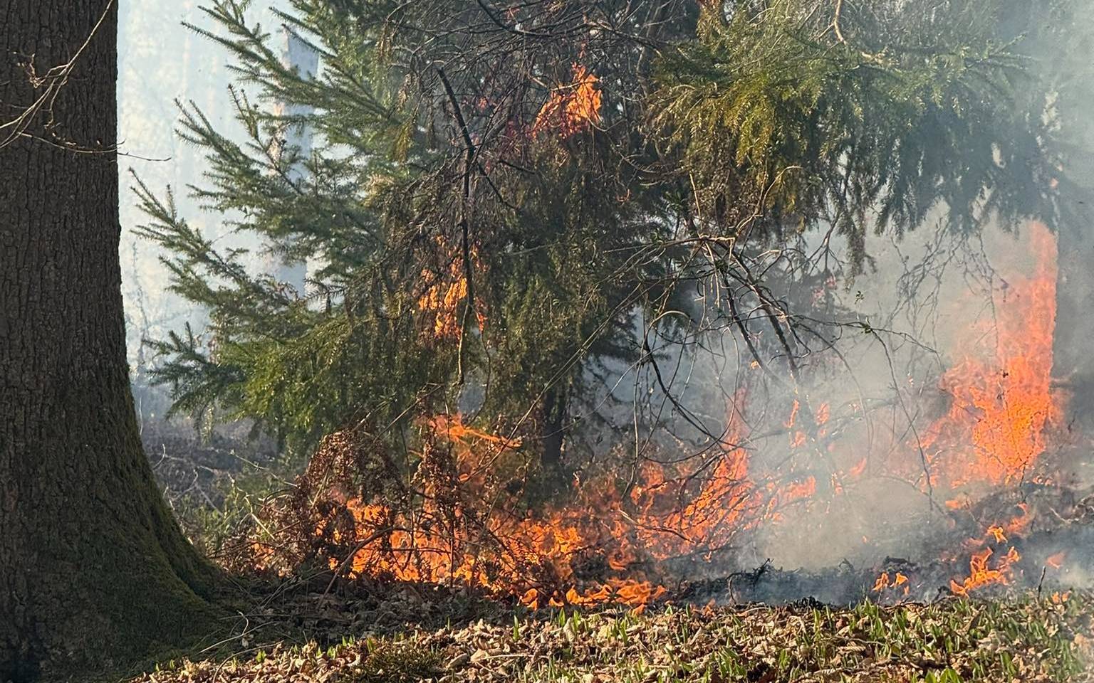 Hohe Waldbrandgefahr