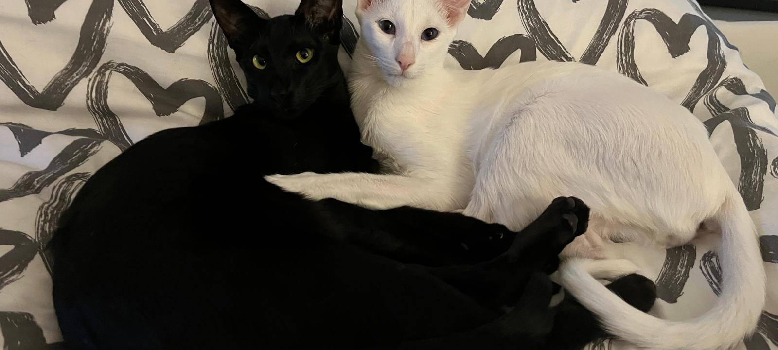 Wer hat Salt gesehen?