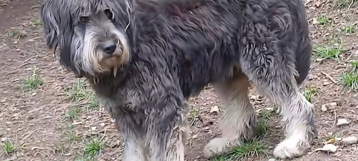 Wer hat Zlata gesehen?