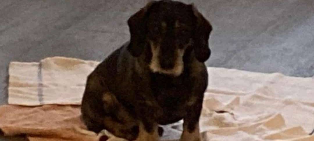 Hund Hermann aus Bergisch Gladbach entlaufen