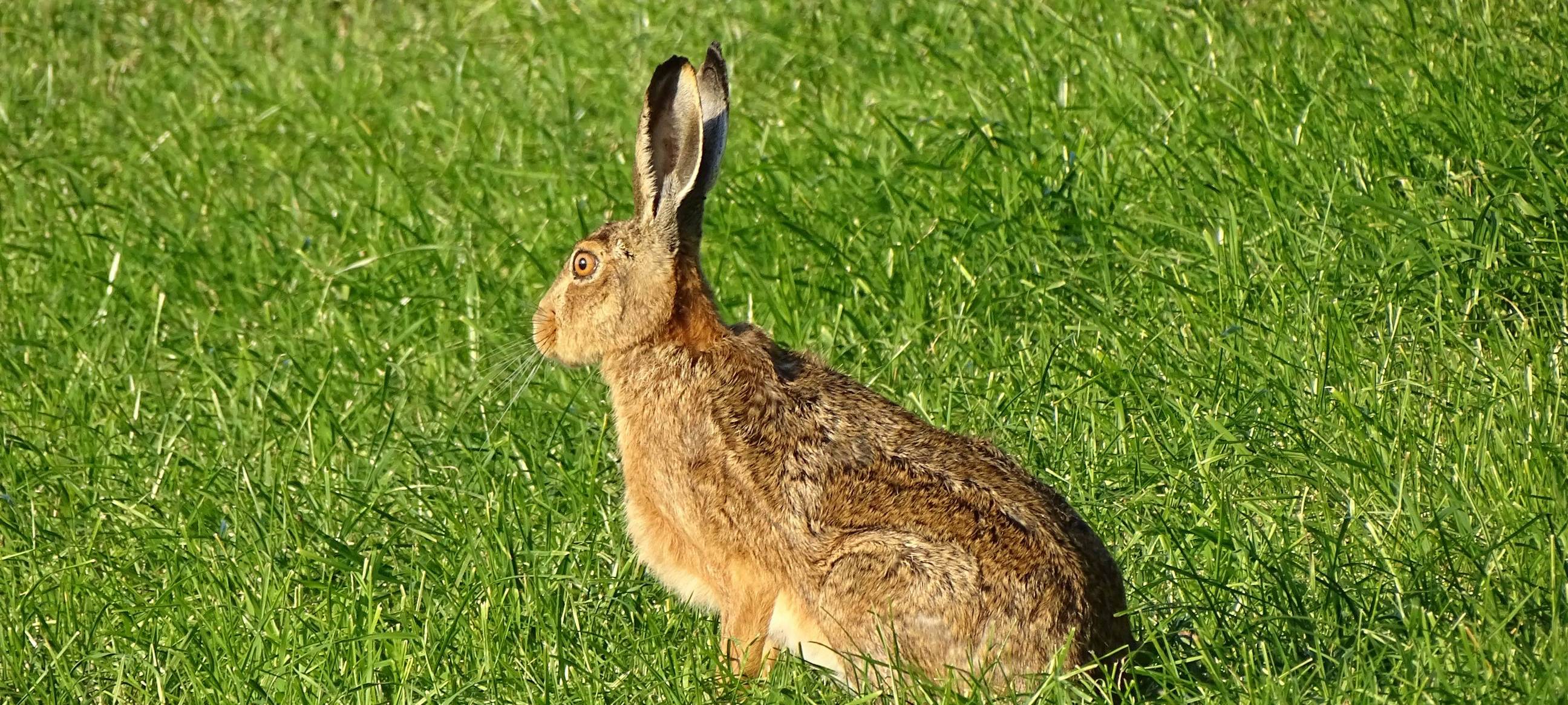 Mehr Feldhasen im Bergischen