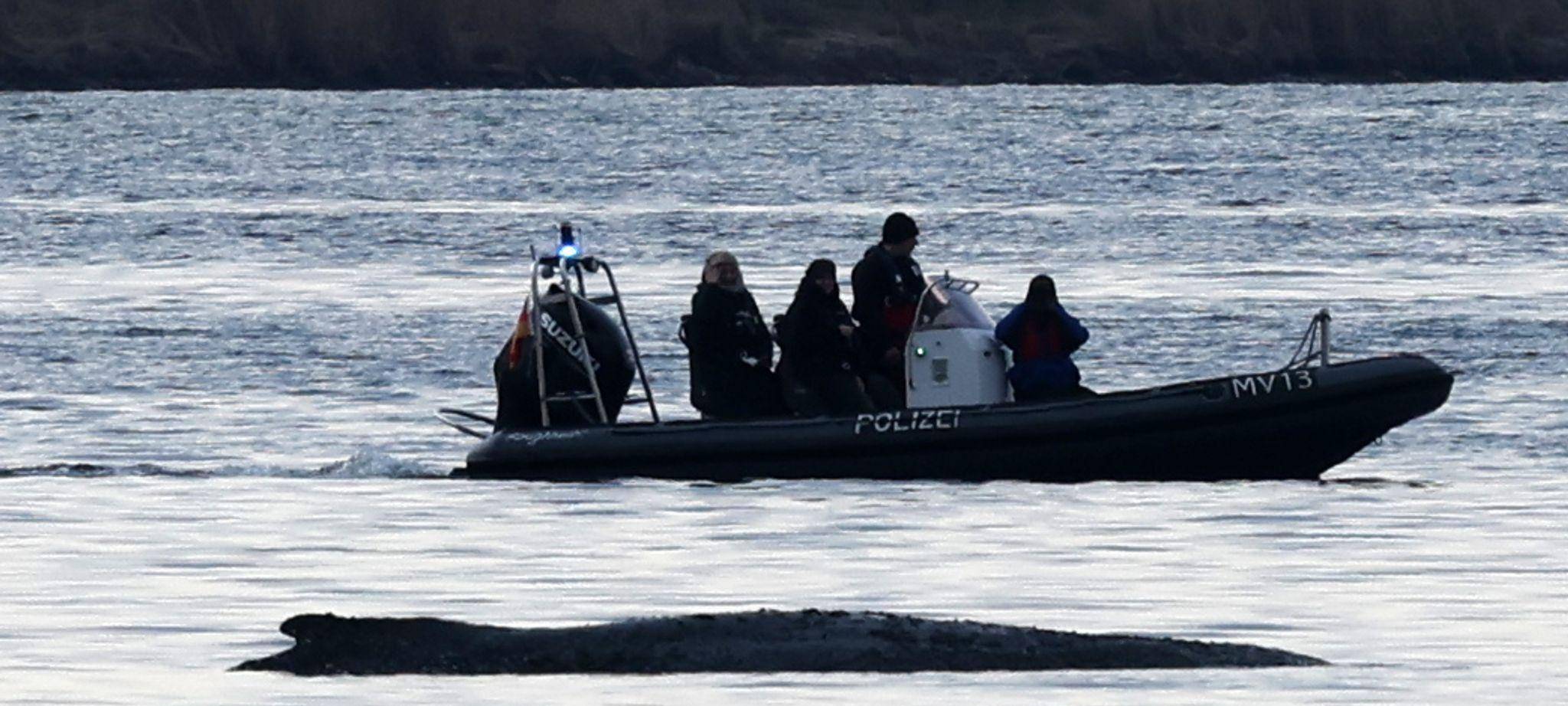 Rettungsaktion für den Buckelwal