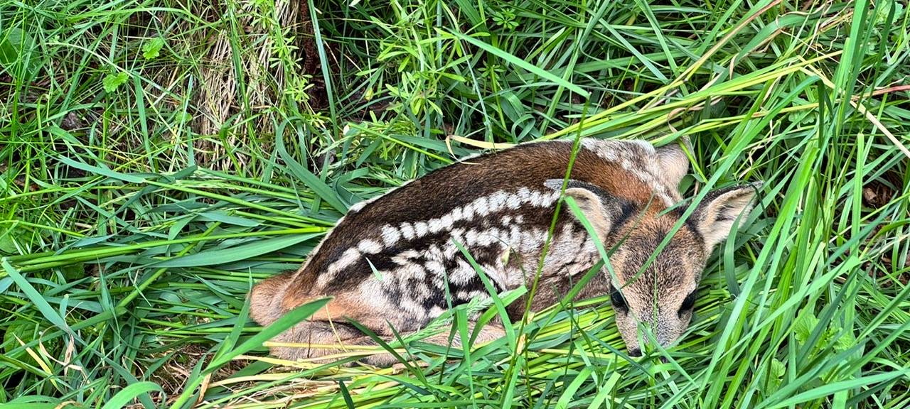 Kitzrettung in Oberberg: 107 Einsätze bisher