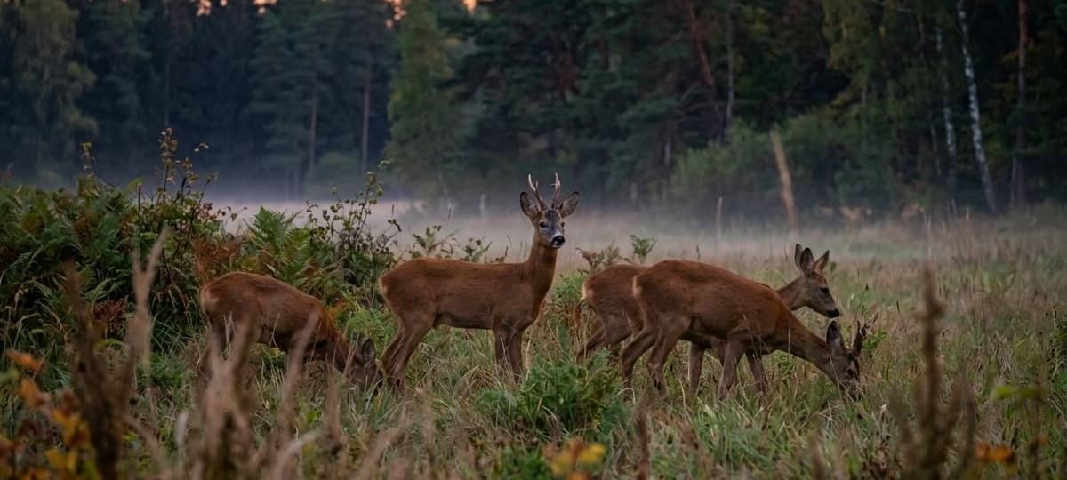 Zeitumstellung: Risiko für Wild-Unfälle wieder größer